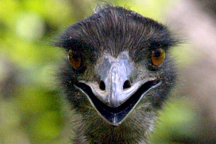 В Японии разыскивают полсотни сбежавших с фермы гигантских страусов эму