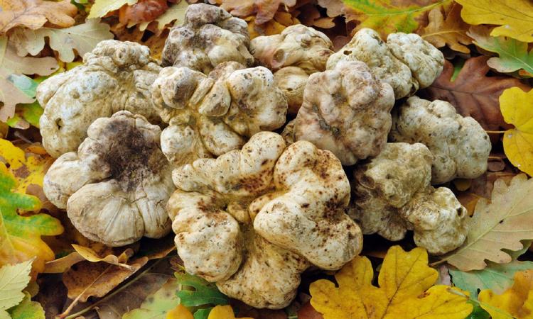 На аукционе в Италии килограммовый трюфель был продан за рекордные 103 000 евро